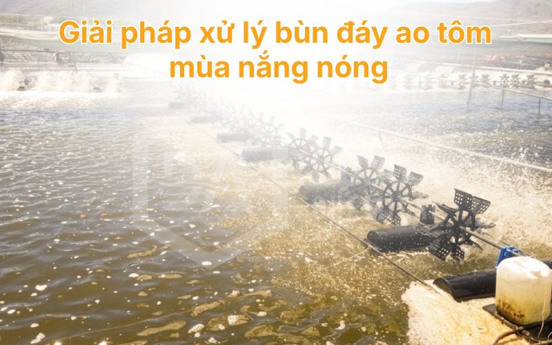 Giải pháp xử lý bùn đáy ao tôm mùa nắng nóng, hạn chế khí độc & dịch bệnh